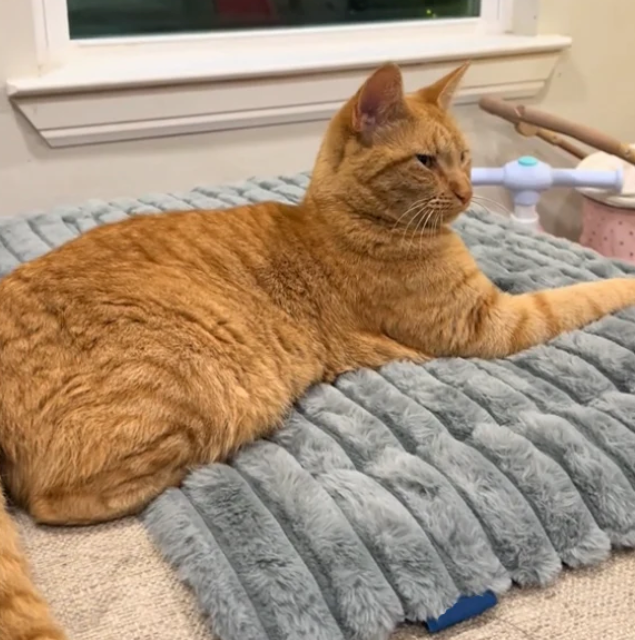 Self-Warming Pet Comfort Mat